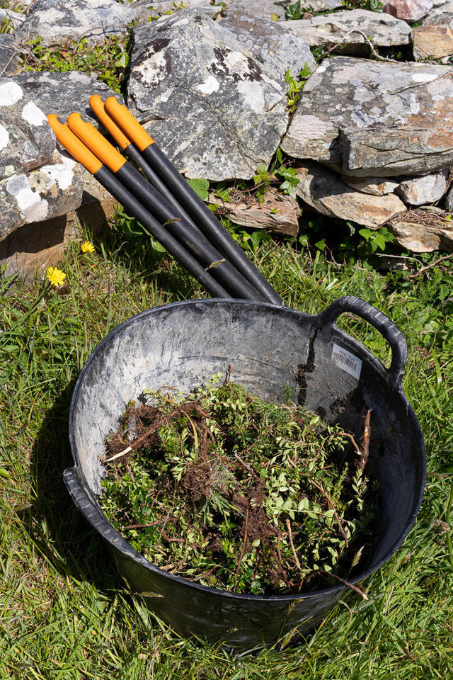 Gweunlwyni pigog ymledol i'w waredu mewn modd rheoledig