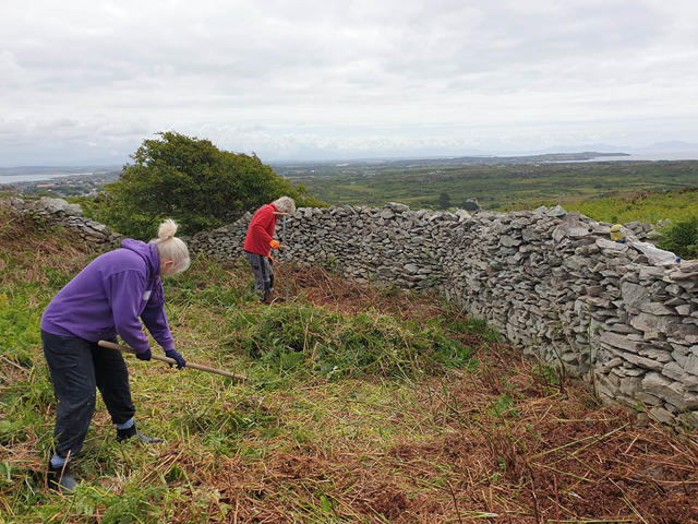 Gwirfoddolwyr yn defnyddio pladuriau i glirio rhedyn a gordyfiant