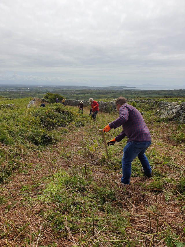Gwirfoddolwyr yn defnyddio pladuriau i glirio rhedyn a gordyfiant