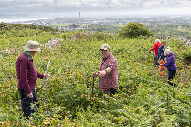 Gwirfoddolwyr yn defnyddio pladuriau i glirio rhedyn a gordyfiant