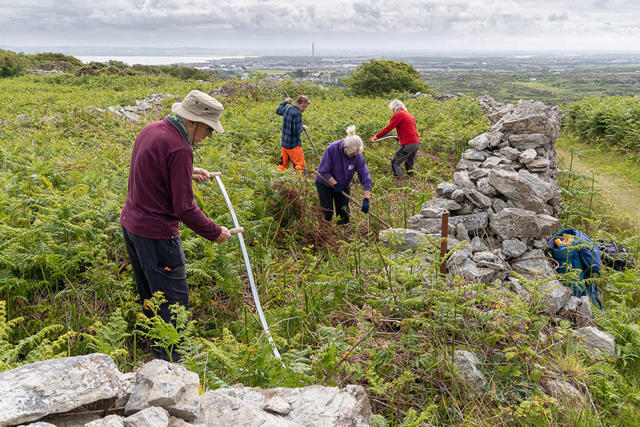 Gwirfoddolwyr yn defnyddio pladuriau i glirio rhedyn a gordyfiant