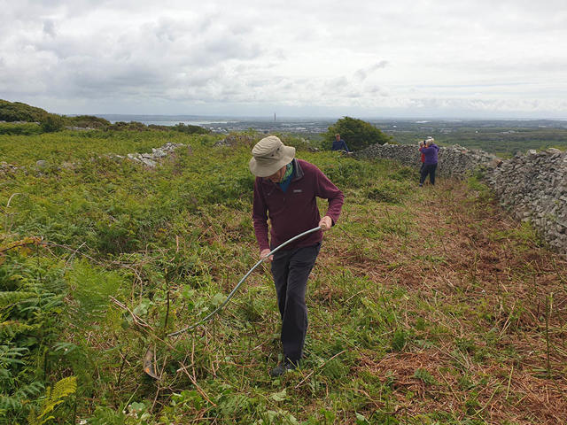 Gwirfoddolwyr yn defnyddio pladuriau i glirio rhedyn a gordyfiant
