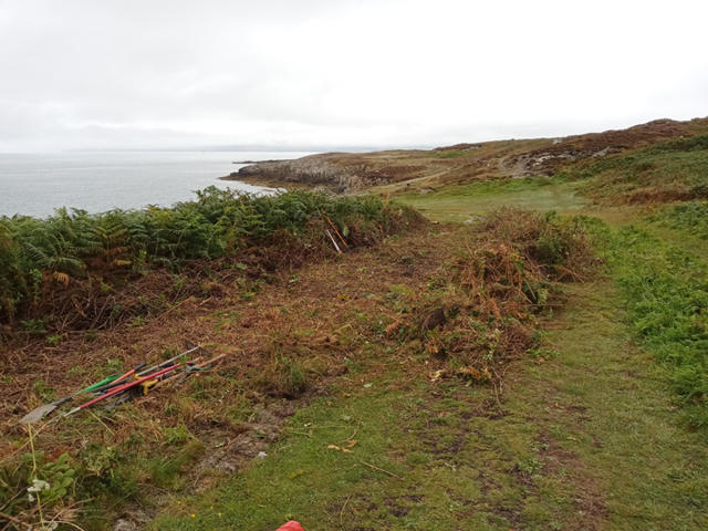 Rhedyn a gordyfiant i gael ei symud o'r safle