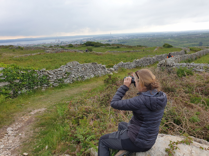 Wildlife survey at the Quillets before start of drystone walling