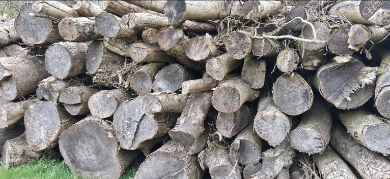 Wood from felled ash trees