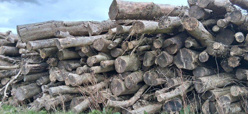 Wood from felled ash trees