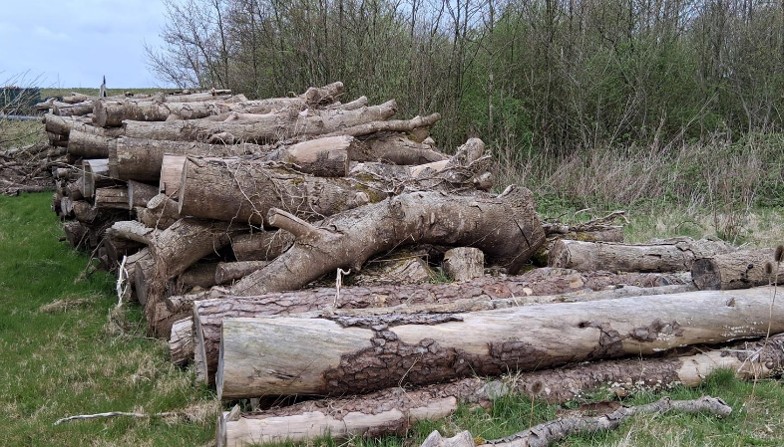 Wood from felled ash trees